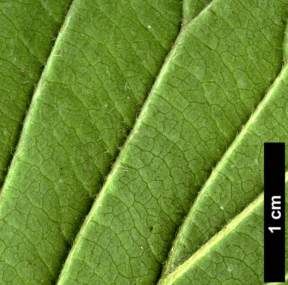 High resolution image: Family: Adoxaceae - Genus: Viburnum - Taxon: dentatum - SpeciesSub: var. pubescens